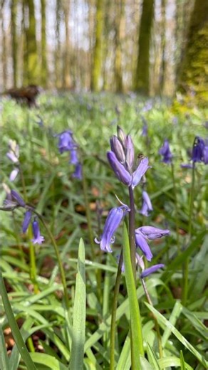 Hyacinthoides non-scripta/гиацинтоидес неописанный/#shorts