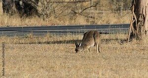 Red Kangaroo, Macropus rufus, by roadside 4K