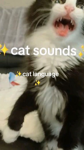 Loud Kitten Meows for Ham: Bubbles and Boo Cat Sounds