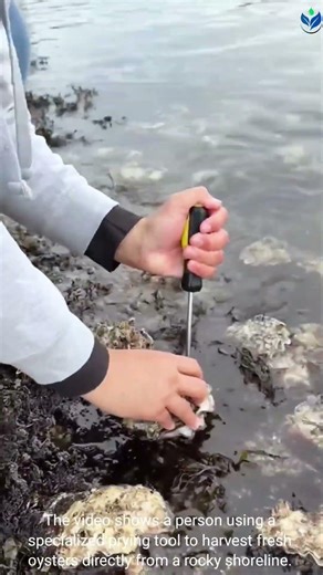 Fresh OCEAN Harvest: How To Properly Shuck Oysters On The Rocks