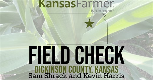 Sugarcane aphids showing up in Kansas sorghum fields