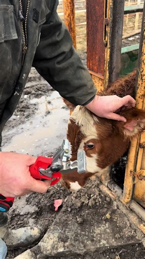 Let the fun of testing begin!!#batterypoweredeartagger #building #dreambigorgohome #cattletattoo @lostgrassfarmer