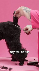 Knowing the anatomy of the dog is essential to understanding proper angulation 👌 Irina Pinkusevich | Groom Haüs