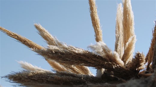Pampas Grass Boho hipster Elopment Arch in empty field - close up push in shot | Premium Stock Video Footage