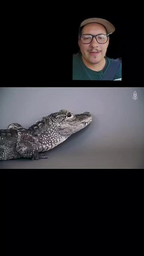 The Chinese alligator is almost extinct #chinesealligator #alligator #fyp #nature #educational #China #crocodile #cute #reptile