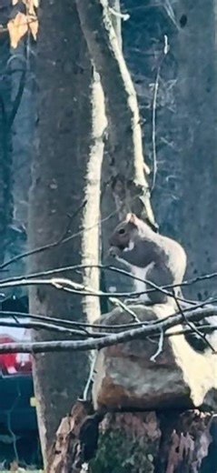 Spring Squirrel #2026 #wildlife #squirrel #outdoors ##hunting