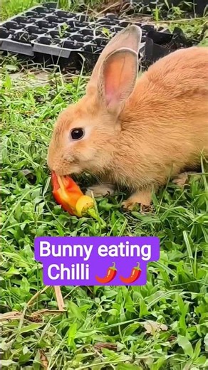 Can rabbits actually taste spicy food? 🌶️ #bunny #experiment #shorts