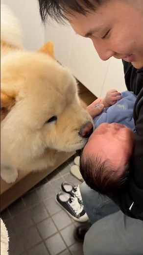 赤ちゃんに初めて会ったチャウチャウ #チャウチャウ #chowchow #新生児 #赤ちゃん
