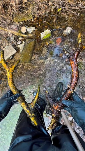 Sometimes you can find treasures in the mountains #rustling #animal #turtle #exploration #reptiles