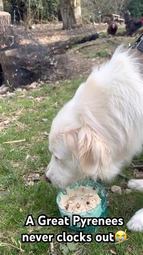 My Great Pyrenees Fedila Refused to Clock Out on Her Birthday 🐶