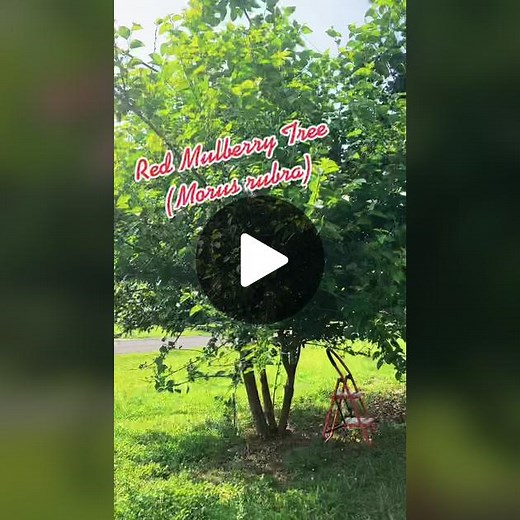 Planting a Mulberry Tree: How to Grow and Harvest Mulberries