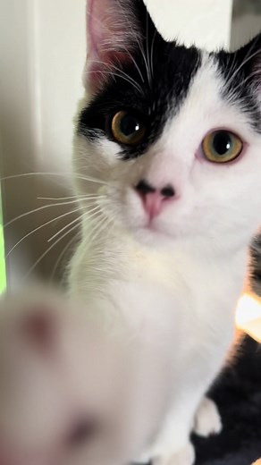 ThumbTheCat on TikTok