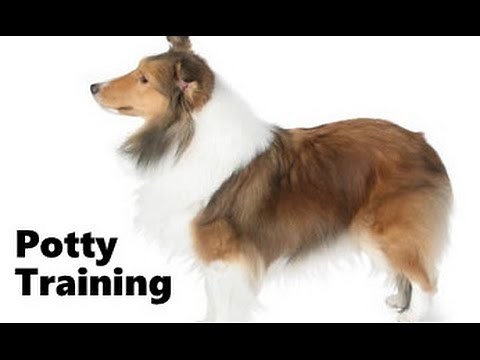 How To Potty Train A Sheltie Puppy - Shetland Sheepdog Training - Housebreaking Sheltie Puppies