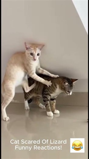 Funniest Cat Reaction EVER! Cat Kitten Reaction When It Sees a Lizard For The First Time😂🔥