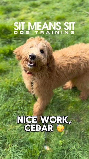 Cedar had so much fun on her Day Train adventure earlier this week. Lots of distractions out on the trail, but she did great keeping her attention on the trainer. Go, Cedar!! 🎉🐾 | Sit Means Sit Dog Training - Portland