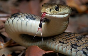 Rêver de plusieurs serpents : qu’est-ce que ça signifie ?