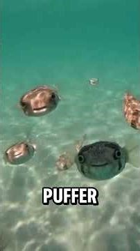 Tiny Animals That Build INSANE Structures