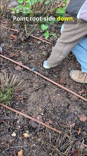 How to Plant Tulip Bulbs in Late Fall 🌷 | Quick 45s Guide