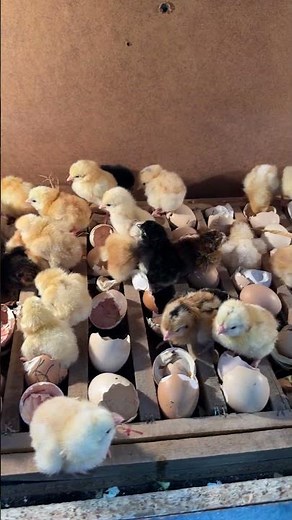 Wonderful Hatching in automatic egg Incubator