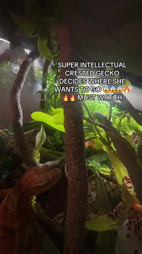 Crested Gecko Adventure: Watch Her Explore in 20 Minutes