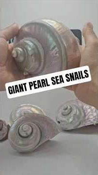 These Giant Sea Snail Shells Reveal Hidden Mother of Pearl