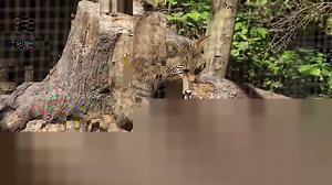 The European Wildcat is the rarest mammal and the only native cat species surviving in Britain. Currently, the only wild population of these rare cats live in the remote Scottish Highlands, but that population has been declared “functionally extinct”. This means that we must act now to save this species from total extinction in Britain! Wildwood will be reintroducing captive bred Wildcats into the wild and we need YOUR HELP to build a new captive breeding centre. Funds raised will help us to bui