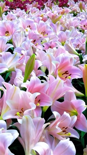 Gorgeous Flower Garden 🌺 | Colorful Blooms & Relaxing Nature