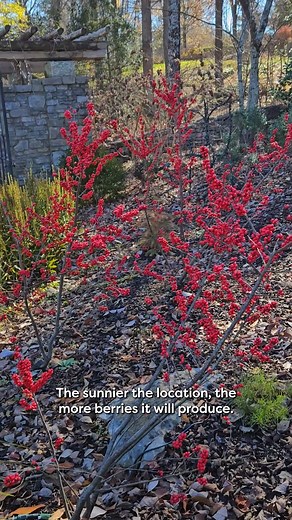 1K views · 24 reactions | Meet our Holiday plant of the week: Winterberry (Ilex verticillata) is a deciduous holly plant known for its vibrant red berries that persist throughout the winter. This native North American shrub is popular for its ornamental value during the colder months, offering a burst of color when other plants are dormant. The berries are a valuable food source for birds during the winter season. | Cheekwood | Facebook