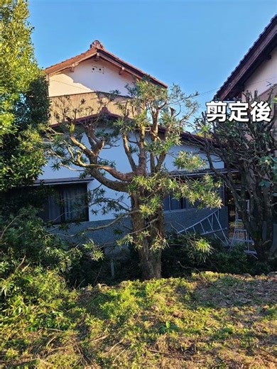 10年以上放置された マキの剪定(イヌマキ)強剪定 針葉樹 荒切り 透かし 庭木【造園】植木 職人 庭師 日本庭園 盆栽 屋敷 高所作業 伐採 大木 樹木 高木