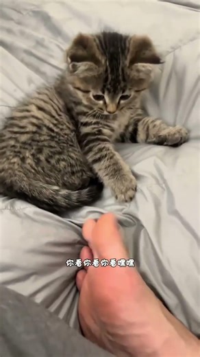 Camping adventure A mother cat uses this trick to claim a tent #shortsvideo #cat #shortsfeed #cute