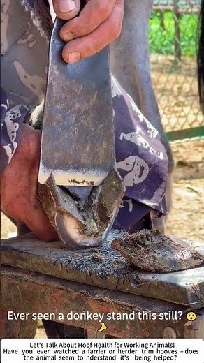 Donkey Hoof Trimming with Traditional Blade – Essential Animal Care 🐴🧑‍🌾