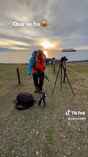 Encuentro divertido con pingüinos en Isla Magdalena