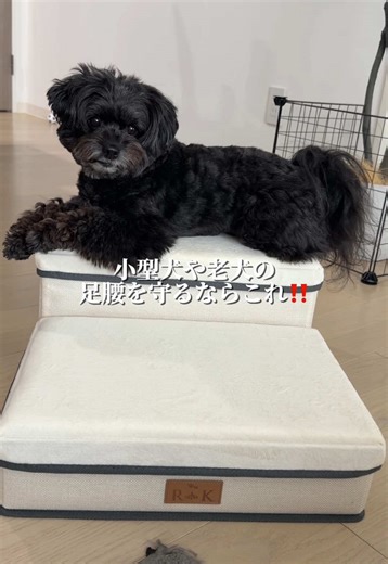 犬のソファ昇降負担軽減！収納ステップ