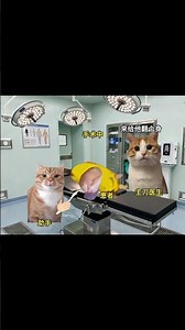 #猫meme小剧场 #猫meme #猫meme搞笑剧情 #猫meme剧场