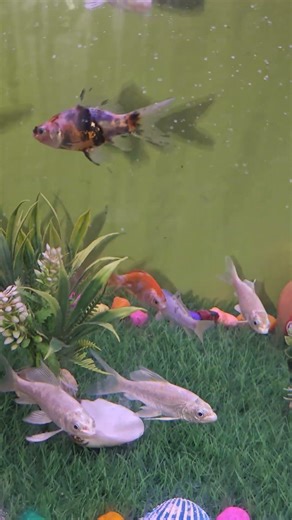 Small fishes || aquarium paradise #aquariumfish #aquarium #fishtank #fish#paradise #shorts #ytshorts