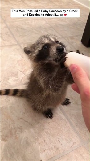 This Man Rescued a Baby Raccoon by a Creek and Decided to Adopt It.