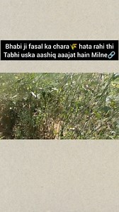 146K views · 1.3K reactions | Mamala set hain bilkul The BMW i8 is a...