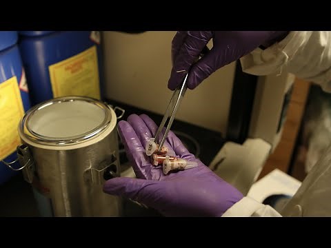 Pacific white shrimp dissection: Hepatopancreas Removal for Enzyme Analysis