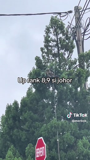 Pemburu merbok on TikTok
