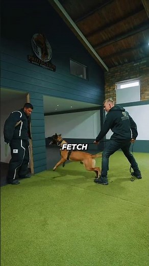 Why the Belgian Malinois Is the Fiercest Dog Alive