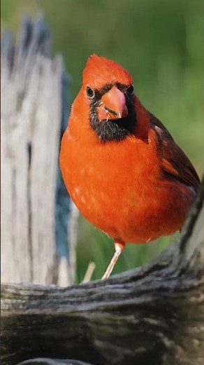 A Beautiful Northern Cardinal