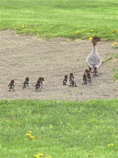 Kids, line up, Mom will take you out to play! 🦆🦆
