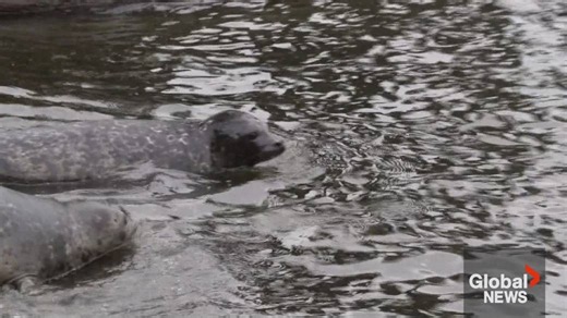 ‘Hairy Pottery,’ 5 other rehabilitated seals released into wild: Vancouver Aquarium - BC | Globalnews.ca
