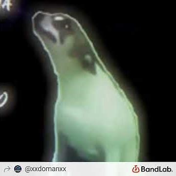 CÃO-AMIGO-VERSÃO-FUNK-DO-RJ