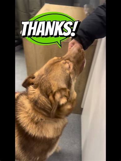 We would like to extend a heartfelt thank you to Adam and Aiden for taking the time to hand-make cat and dog treats from scratch for the animals at the Orillia Animal Centre over the holidays. These thoughtful treats brought a great deal of extra joy to our cats and dogs while they waited for their forever homes. Acts of kindness like this truly make a difference — they support our animals and lift the spirits of everyone who cares for them. We are incredibly grateful for their generosity and co