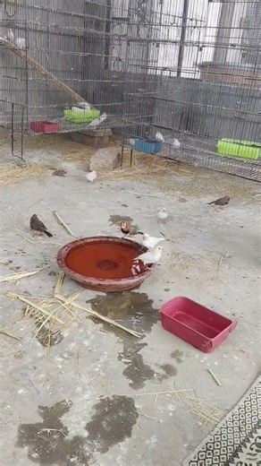 1000+ Beautiful Finches avairy farm Drinking Water 🐦💧 | The Most Relaxing Aviary Moment Ever!#shorts