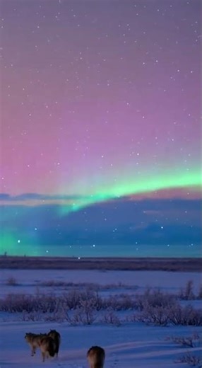 Wolves running under northern lights sky 🐺🌌 #Wolf #NorthernLights #Aurora #Wildlife #shorts