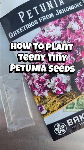 YES, You CAN grow PETUNIAS from Seed!!🌸