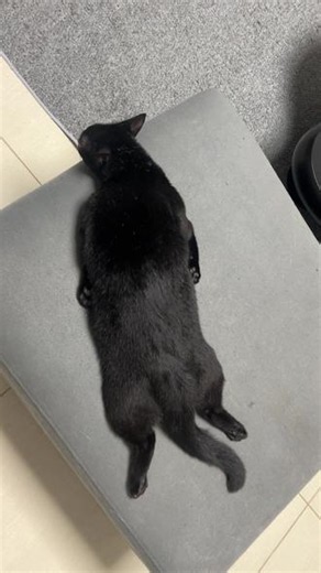 果蝠原来是果蝠#算了和不养猫的你们说不清楚 #猫咪的事情人类少管
