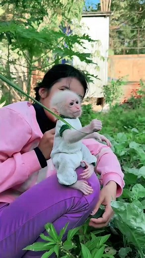 Baby Monkey’s Heartwarming Recovery After a Fall